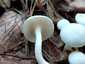 Elefántcsont-csigagomba (Hygrophorus eburneus), Őrség